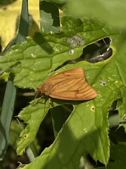 Diacrisia sannio - vörösszélű medvelepke