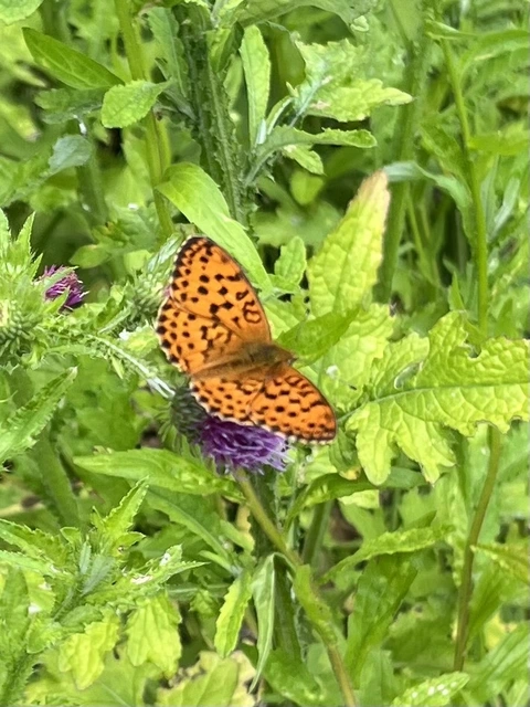 Brenthis daphne - málna-gyöngyházlepke