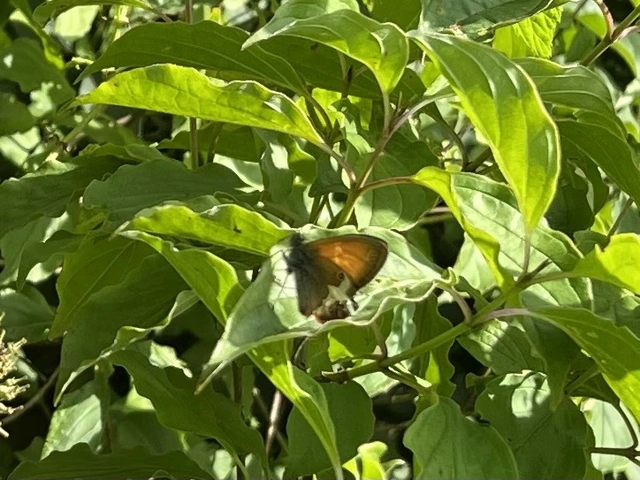 Coenonympha arcania - fehéröves szénalepke