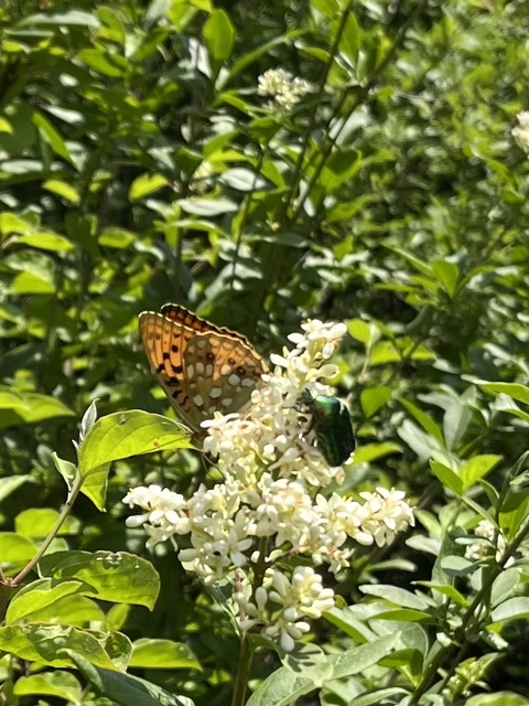 Argynnis adippe - ezüstös gyöngyházlepke