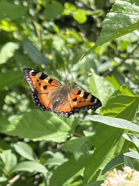 Nymphalis urticae - kis rókalepke Nymphalis urticae - kis rókalepke