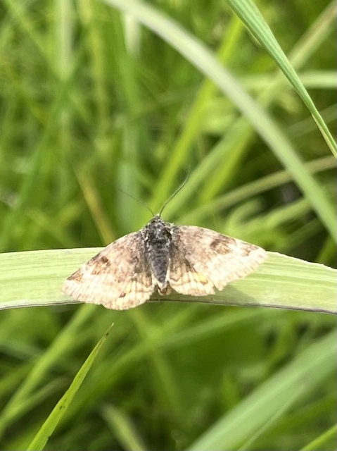 Euclidia glyphica - közönséges nappalibagoly