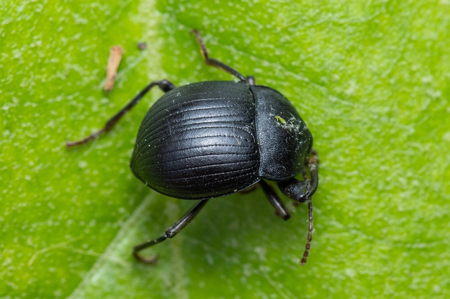 Accanthopus velikensis