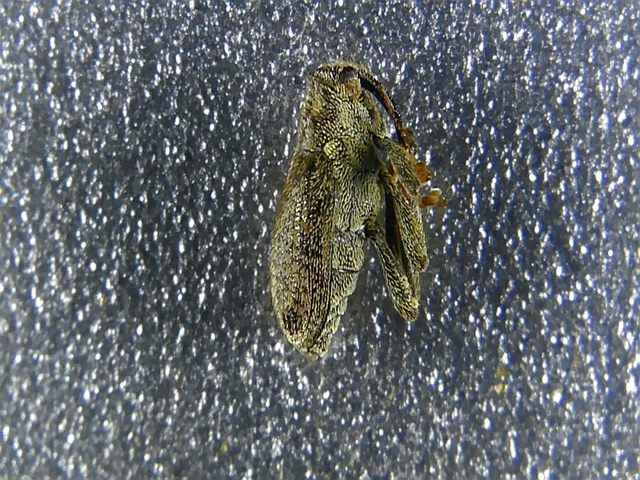 Ceutorhynchus pallidactylus - szőrös repce-ceutormányos
