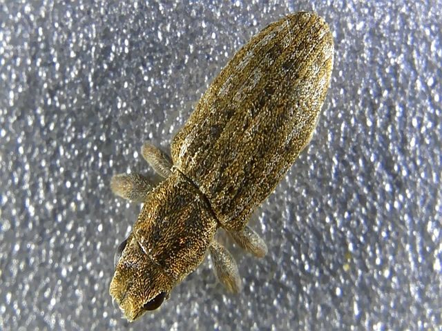 Sitona