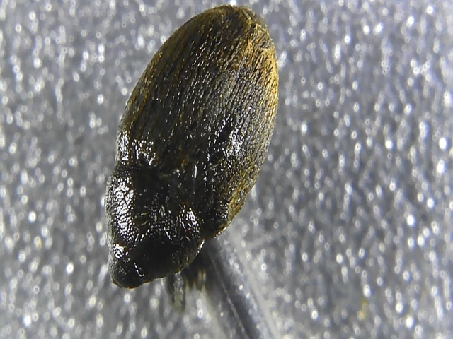 Sibinia pellucens - mécsvirágormányos