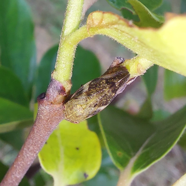 Aphrophora alni
