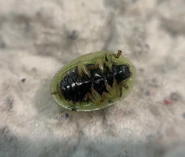 Cassida sanguinolenta - cickafark pajzsbogár Cassida sanguinolenta - cickafark pajzsbogár