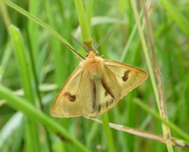 Diacrisia sannio - vörösszélű medvelepke