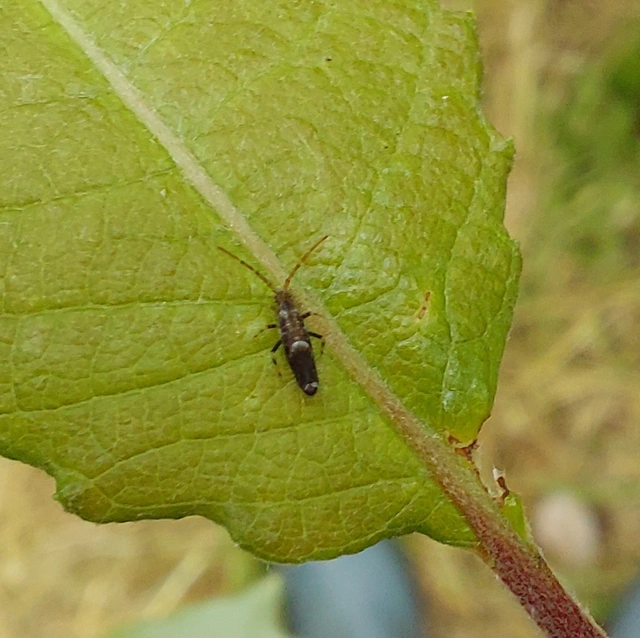 Collembola - Ugróvillások