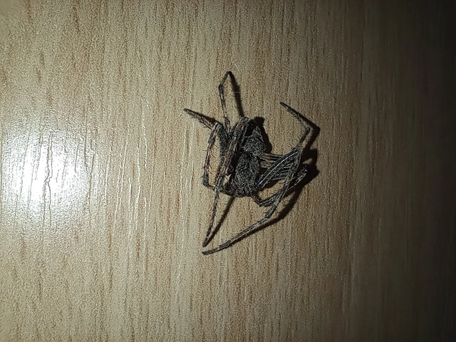 Nuctenea umbratica - közönséges rés-keresztespók