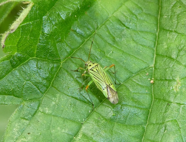 Mermitelocerus schmidtii