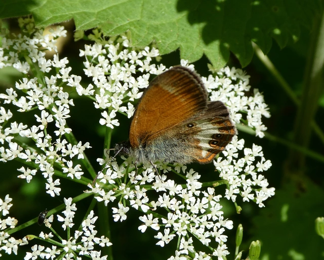 Coenonympha arcania - fehéröves szénalepke