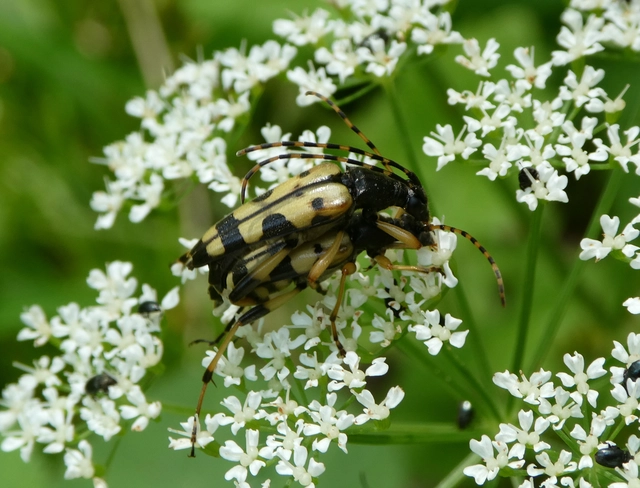 Rutpela maculata - tarkacsápú karcsúcincér