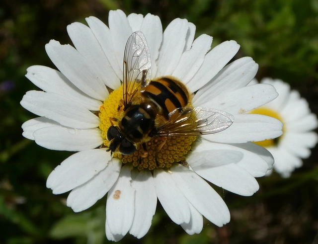 Myathropa florea - halálfejes odúlégy