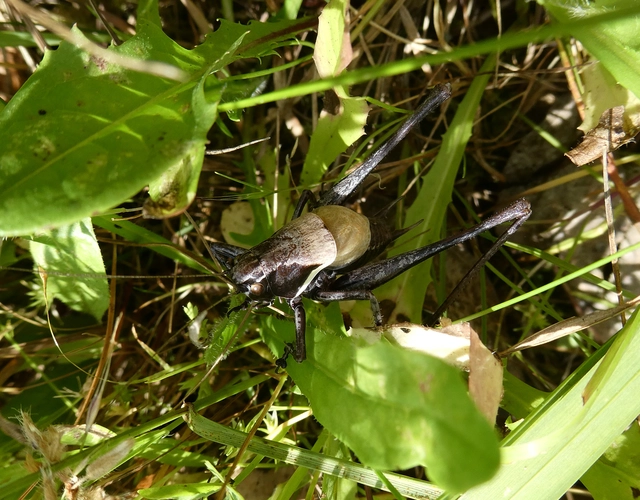Pholidoptera aptera - nagy avarszöcske