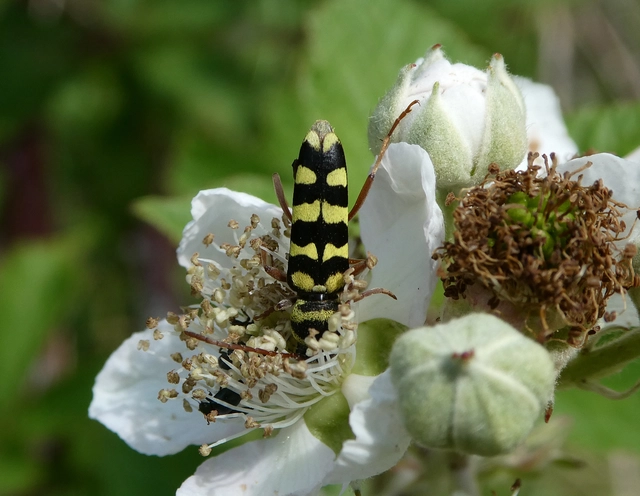 Echinocerus floralis - lucerna-darázscincér