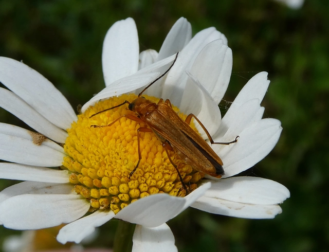 Oedemera podagrariae - székfű-álcincér