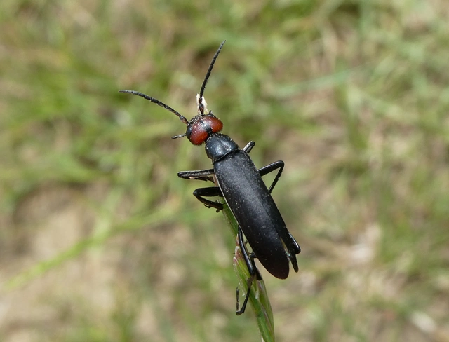 Epicauta rufidorsum - hollóbogár