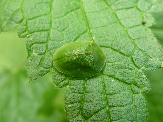 Cassida viridis - zöld pajzsbogár Cassida viridis - zöld pajzsbogár
