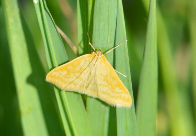 Sitochroa verticalis - világossárga dudvamoly