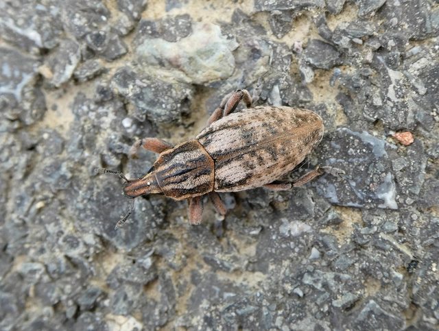 Pseudocleonus cinereus - hamvas barkó