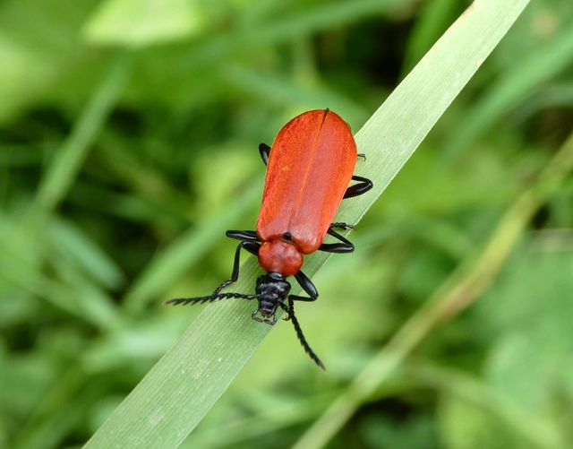 Pyrochroa coccinea - nagy bíborbogár