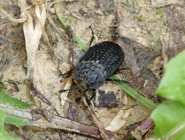 Thanatophilus rugosus - ripacsos dögbogár