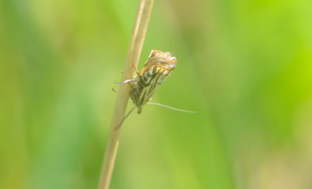 Chrysocramboides craterella - rácsos fűgyökérmoly