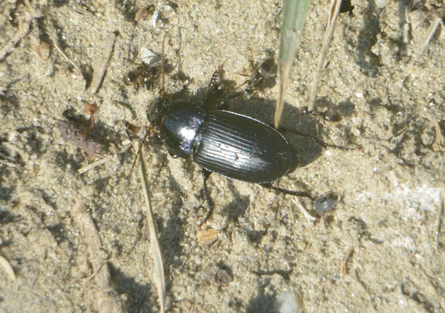 Harpalus caspius - keleti lomhafutó
