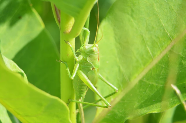 Tettigonia viridissima - zöld lombszöcske