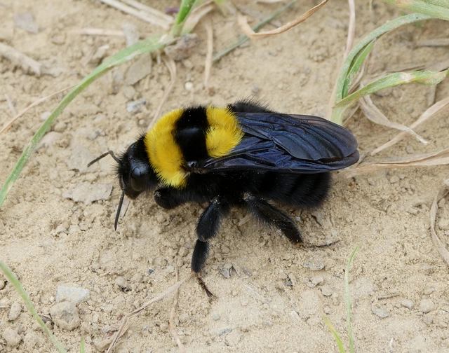 Bombus argillaceus - délvidéki poszméh