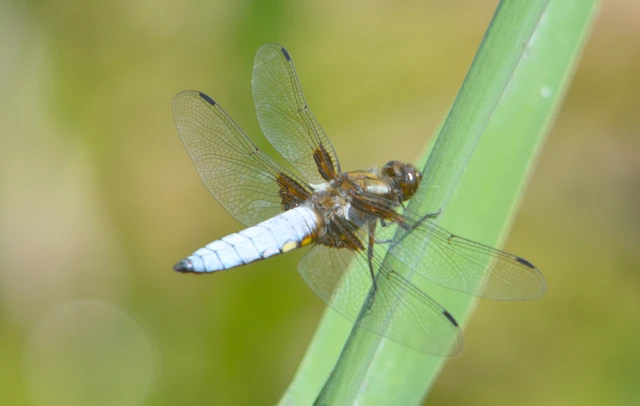 Libellula depressa - széles laposacsa