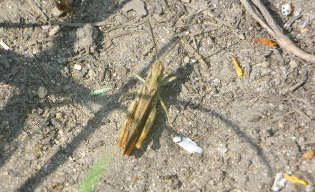 Chorthippus brunneus - közönséges tarlósáska