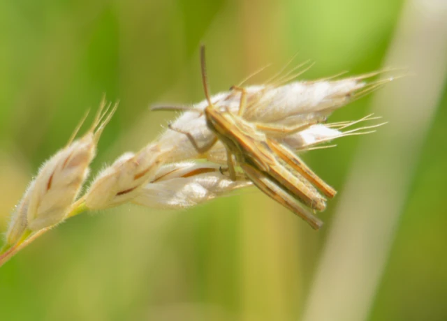 Pseudochorthippus parallelus - közönséges rétisáska
