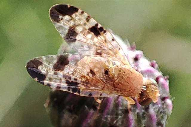 Xyphosia miliaria