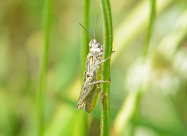 Chorthippus brunneus - közönséges tarlósáska