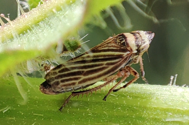 Aphrodes