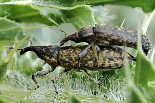 Lixus cardui/filiformis