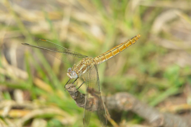 Orthetrum brunneum - pataki pásztorszitakötő