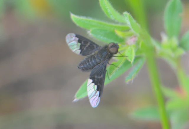 Hemipenthes morio - közönséges gyászlégy