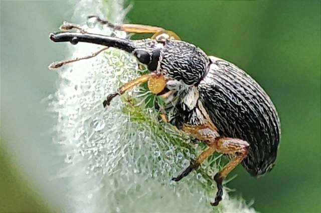 Rhopalapion longirostre - mályvarózsa-cickányormányos
