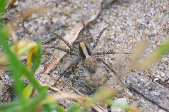 Pardosa alacris/lugubris
