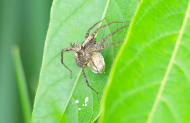Pardosa