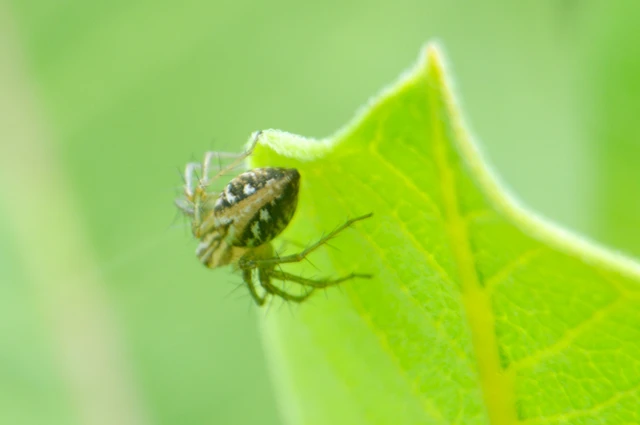 Oxyopes lineatus