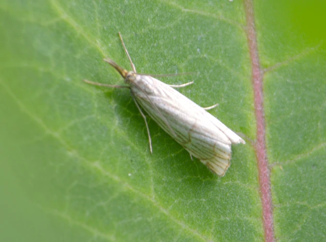 Chrysocramboides craterella - rácsos fűgyökérmoly
