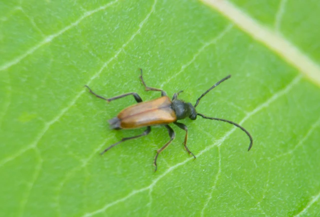 Pseudovadonia livida - barnás virágcincér