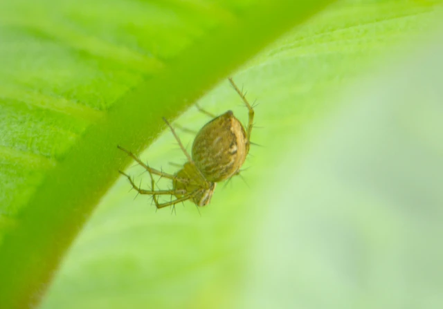 Oxyopes lineatus