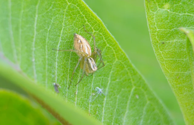 Oxyopes lineatus