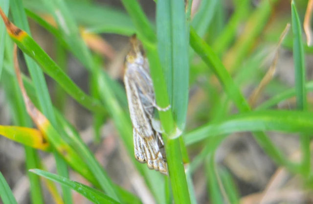 Thisanotia chrysonuchella - tavaszi fűgyökérmoly